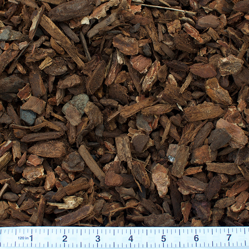 pebble bark with a ruler for scale